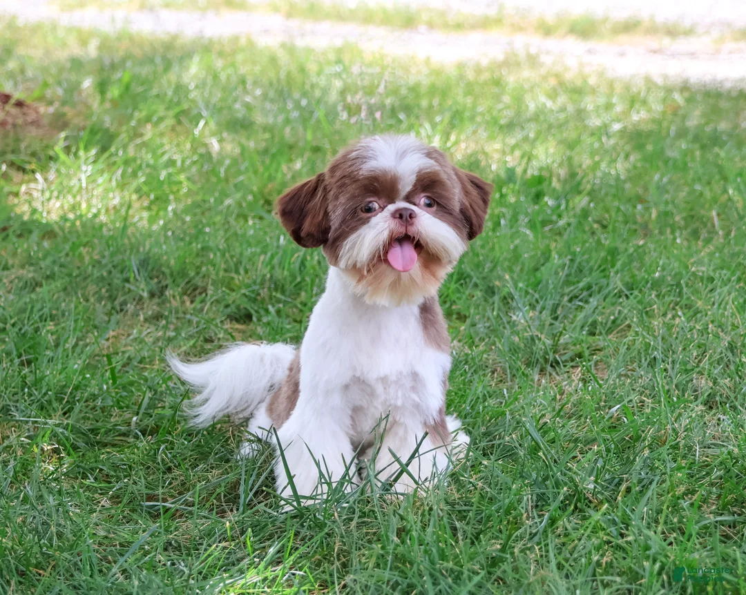 Shih Tzu dogs for sale: Andre - Ad 2