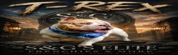 American Bully dogs for stud: T-Rex - Ad 8