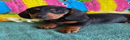 Dachshund dogs for sale: Lance - Ad 2