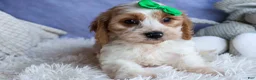 Cavachon dogs for sale: RANDY - Ad 10