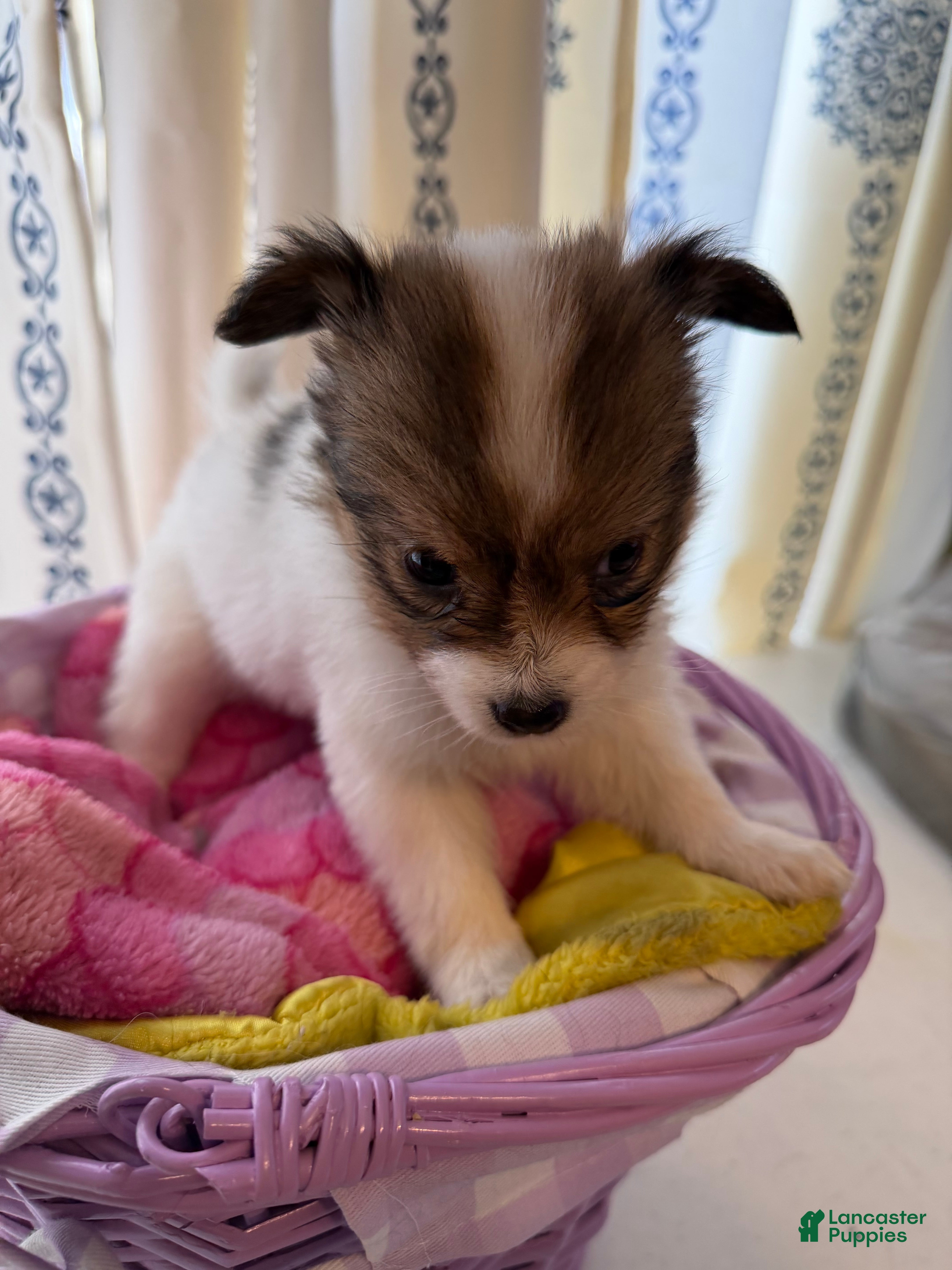 Papillon dogs Papillon Puppy 3 - Ad 2