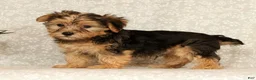 Yochon dogs for sale: Kaden - Ad 7