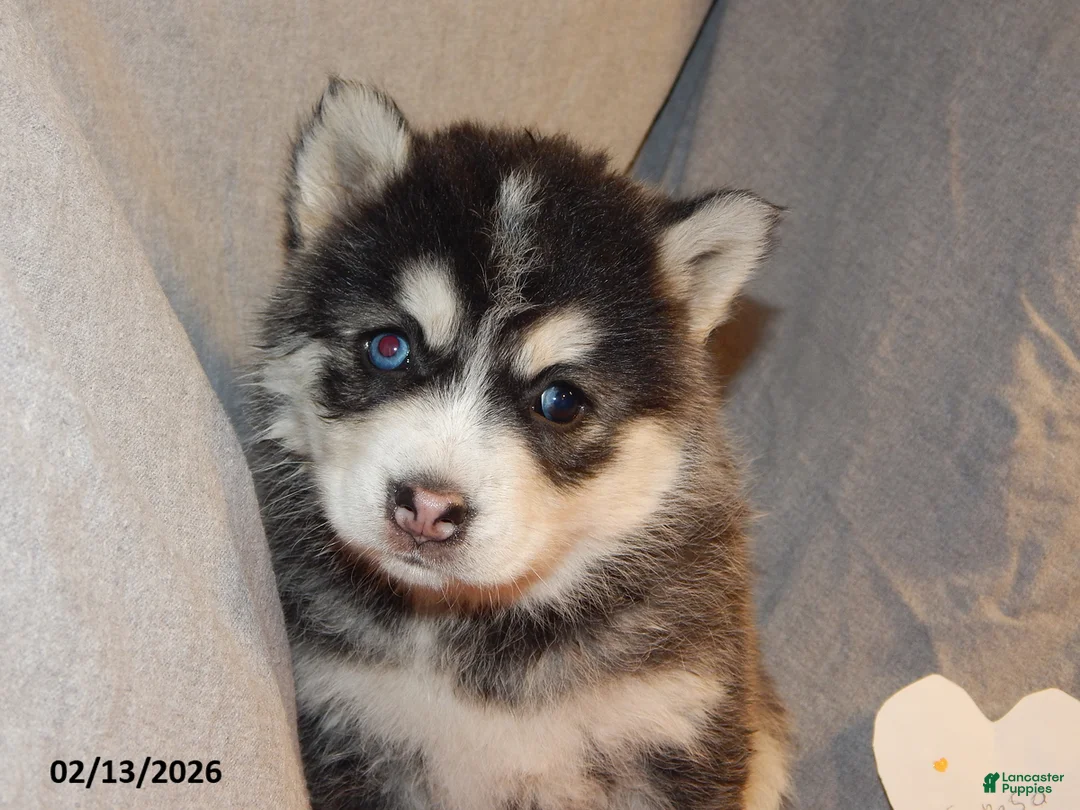 Pomsky dogs for sale: Senesa - Ad 4