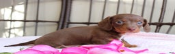 Miniature Dachshund dogs for sale: Hopefully AKC - Ad 6