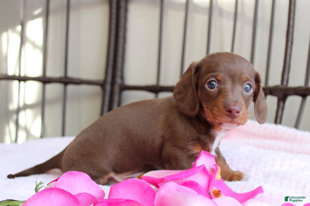 Miniature Dachshund dogs for sale: Hopefully AKC - Ad 6