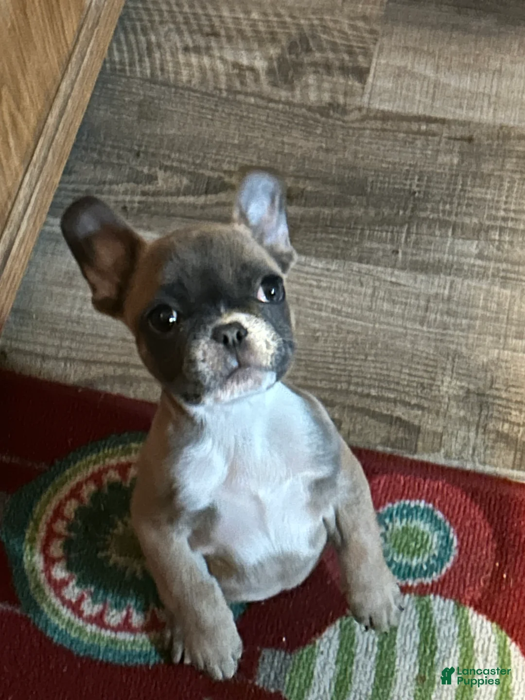 French Bulldog dogs for sale: French Bulldog Puppy 1 - Ad 1