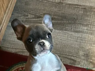 French Bulldog dogs French Bulldog Puppy 1 - Ad 29