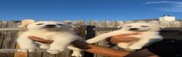 Mixed Breed dogs for sale: Mixed Breed 7 - Ad 1