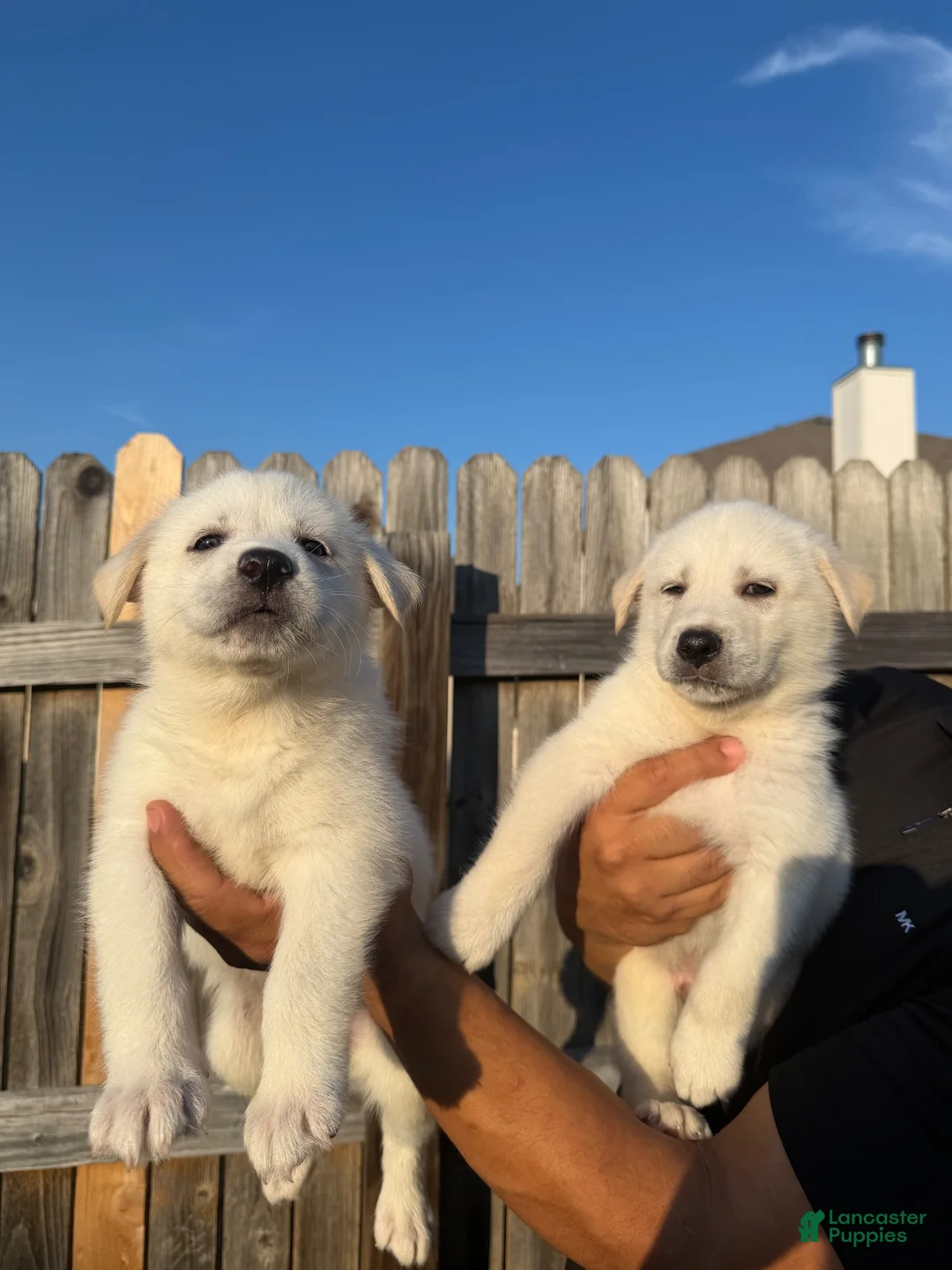 Mixed Breed dogs for sale: Mixed Breed 7 - Ad 1