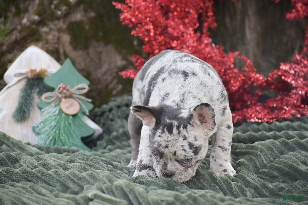 French Bulldog dogs for sale: Nadia - Ad 6