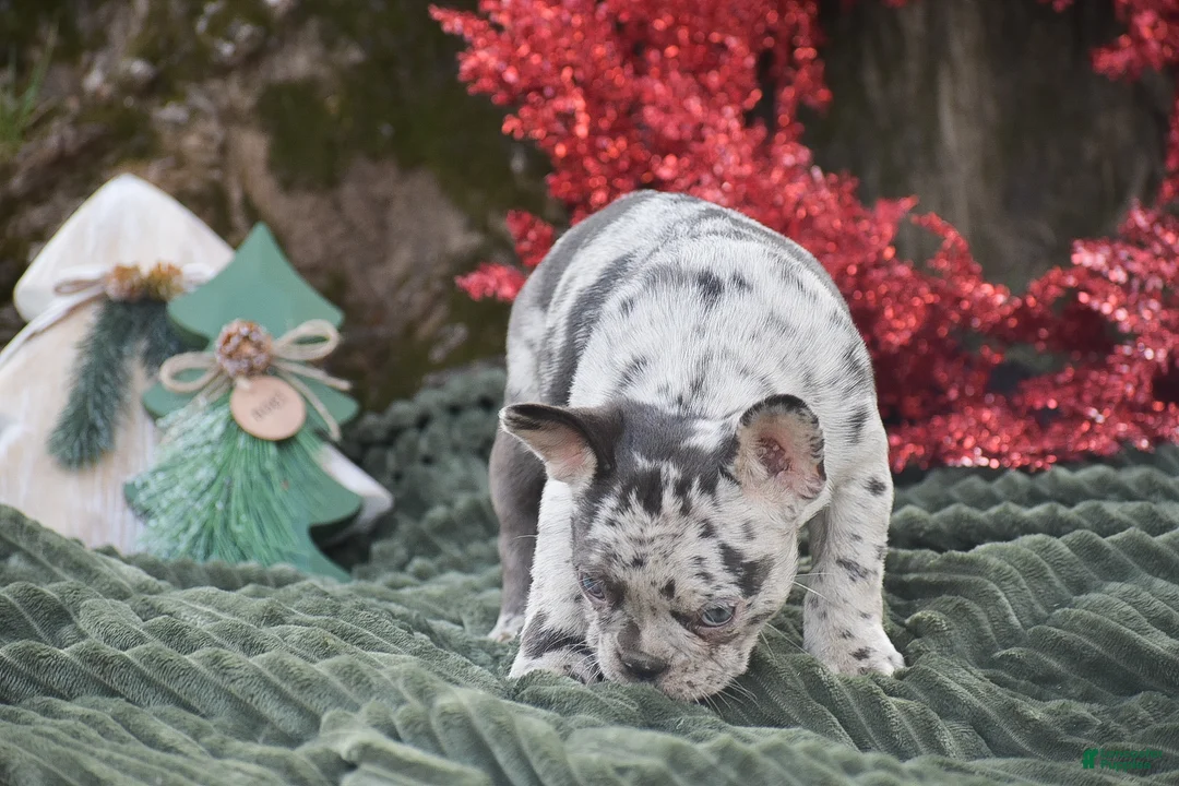 French Bulldog dogs for sale: Nadia - Ad 8