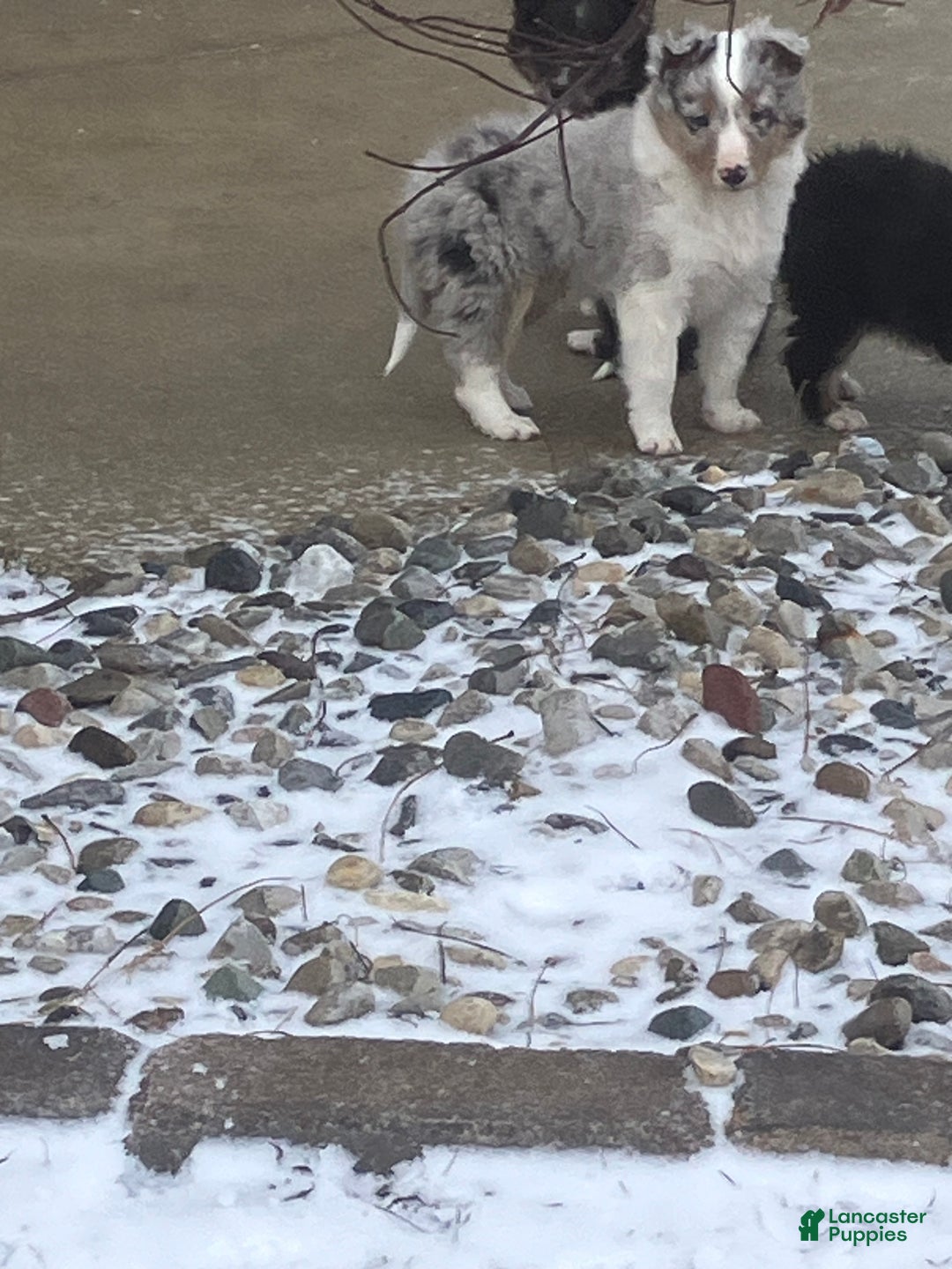 Shetland Sheepdog dogs for sale: Rover - Ad 4