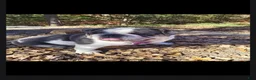 English Bulldog dogs for sale: DENVER - Ad 11