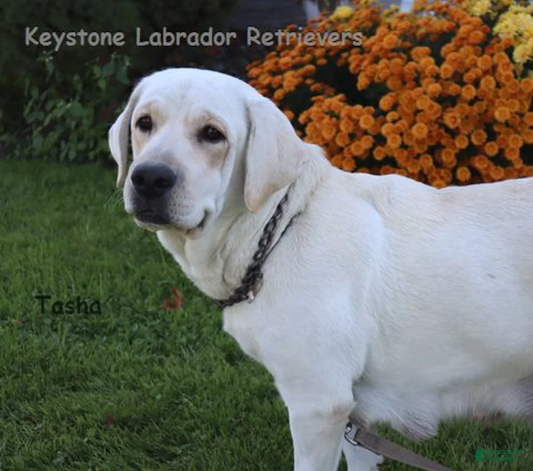 Labrador Retriever dogs for sale: Kinsley - Champ line - Ad 4
