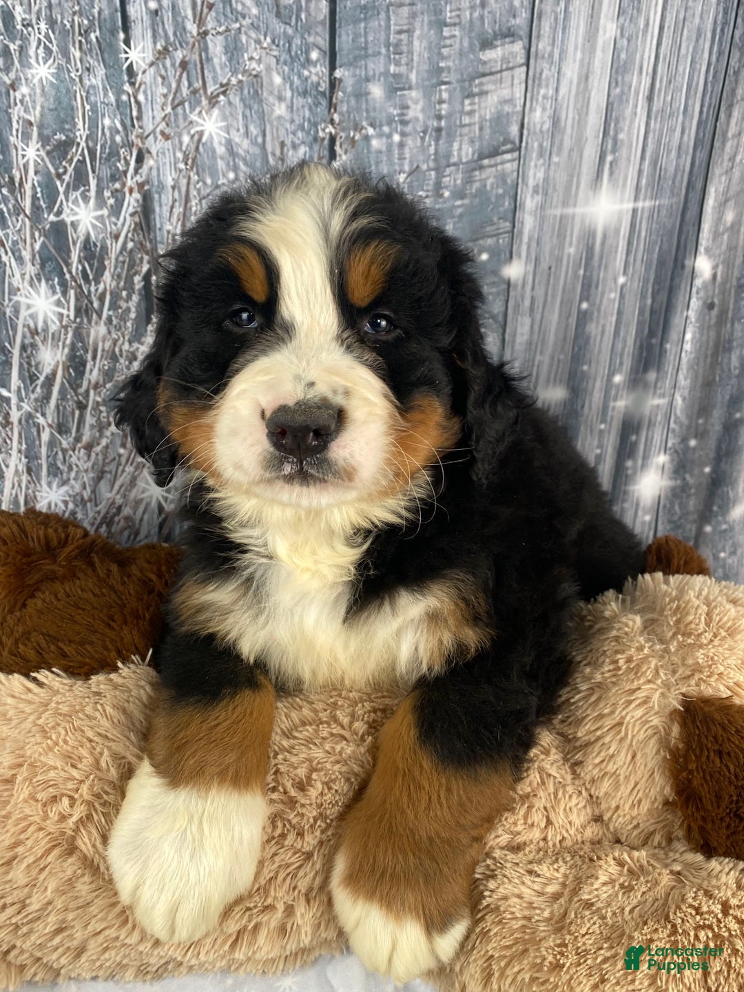 Bernese Mountain Dog dogs for sale: Cash - Ad 10