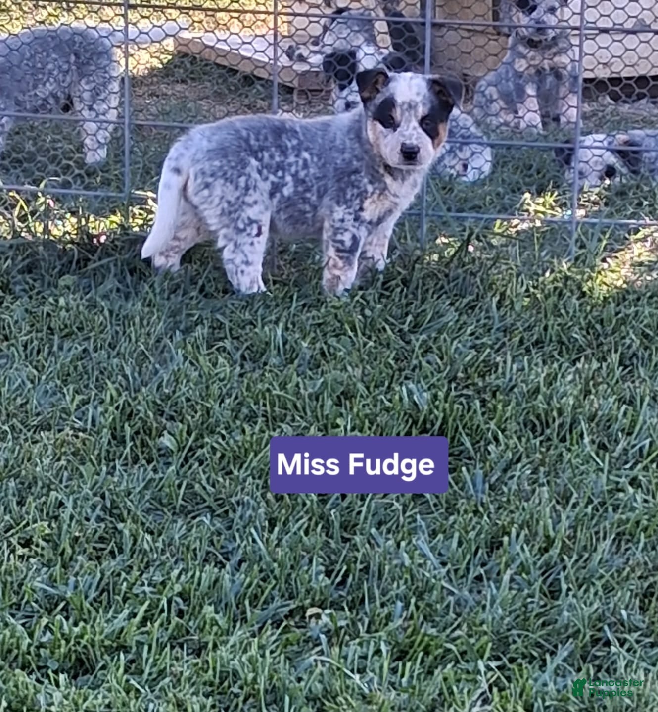 Australian Cattle Dog dogs  AKC Australian Cattle Dog Miss Fudge    - Ad 2