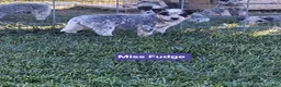 Australian Cattle Dog dogs for sale:  AKC Australian Cattle Dog Miss Fudge    - Ad 2