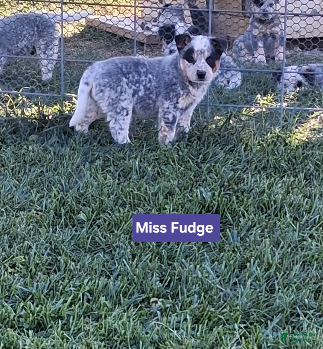 Australian Cattle Dog dogs for sale:  AKC Australian Cattle Dog Miss Fudge    - Ad 2