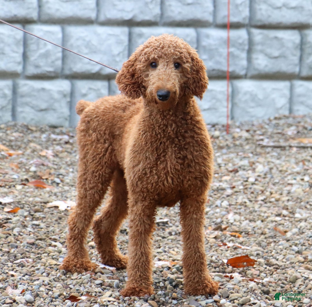 Standard Poodle dogs for sale: Lola AKC - Ad 7