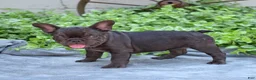 French Bulldog dogs for sale: Feta - Ad 5