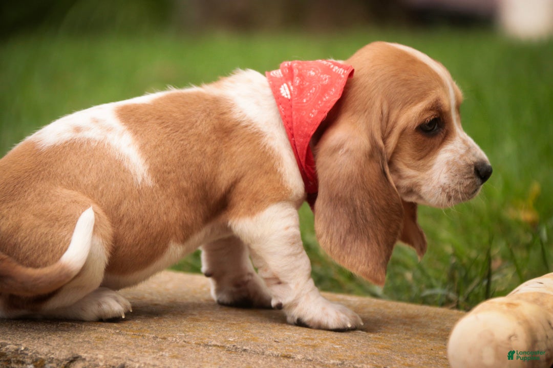 Basset Hound dogs Oscar Basset Hound  - Ad 2