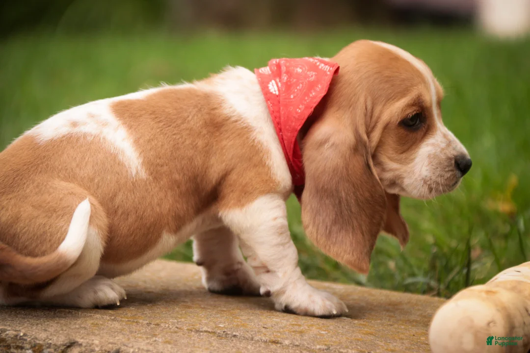 Basset Hound dogs for sale: Oscar Basset Hound  - Ad 2