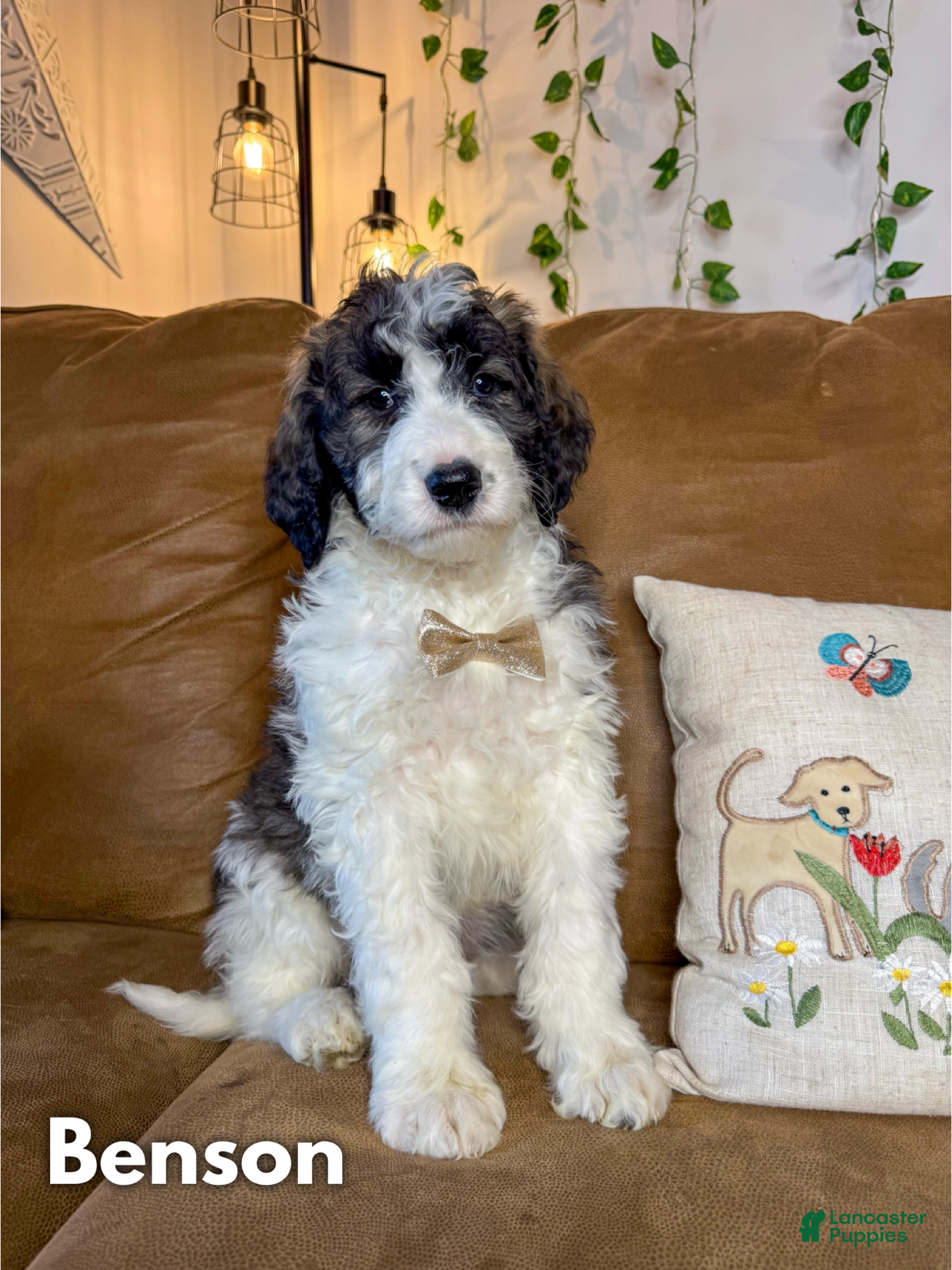 Saint Berdoodles dogs Benson - Ad 1