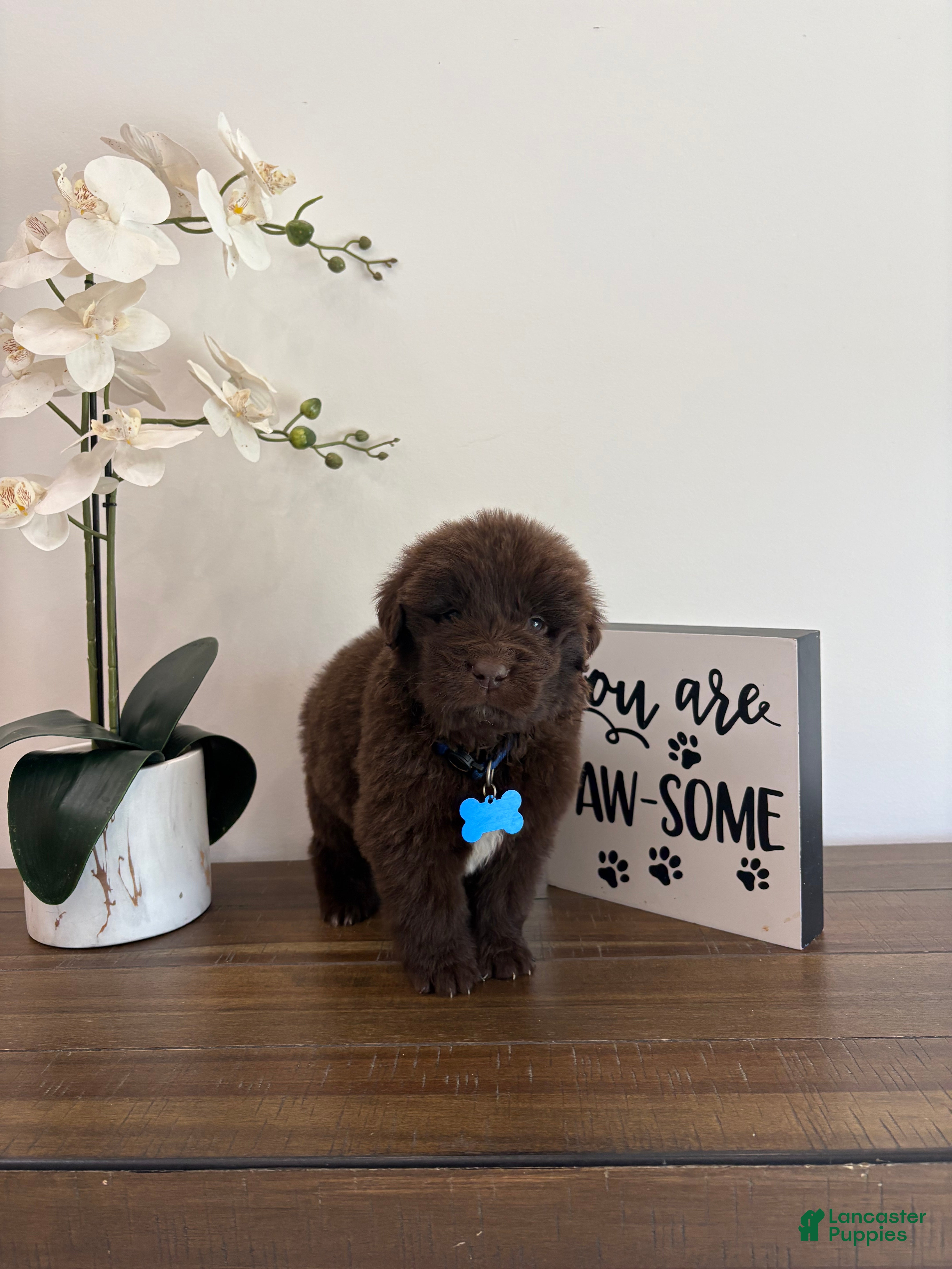Newfoundland dogs Bear  - Ad 18