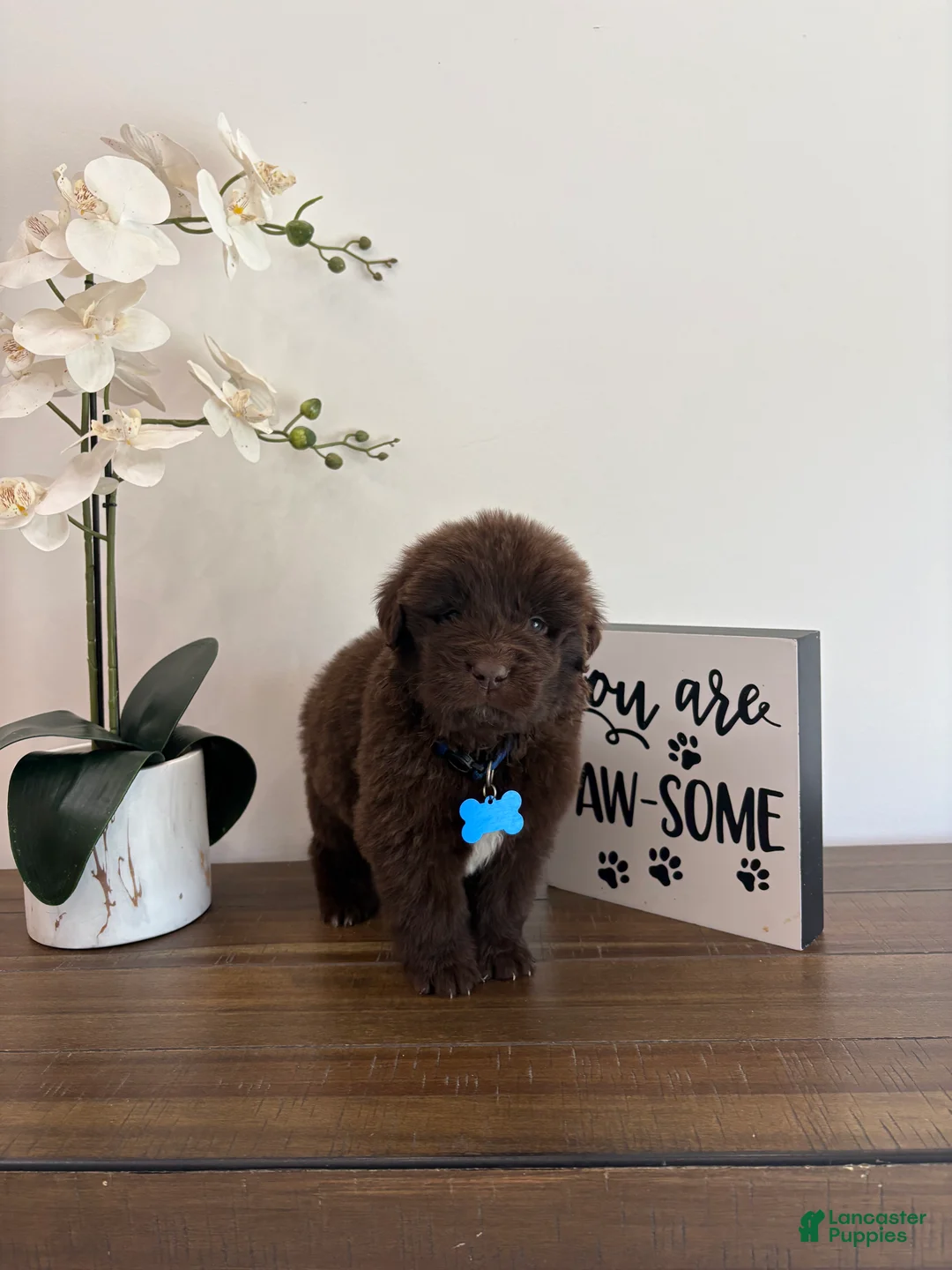 Newfoundland dogs for sale: Bear  - Ad 1