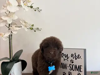 Newfoundland dogs Bear - Ad 18