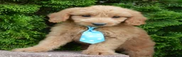 Mini Goldendoodle dogs for sale: Mini Gus - Ad 13