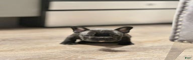 French Bulldog Puppy 1