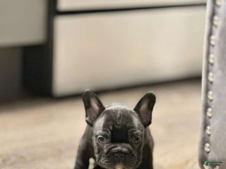 French Bulldog dogs French Bulldog Puppy 1 - Ad 34