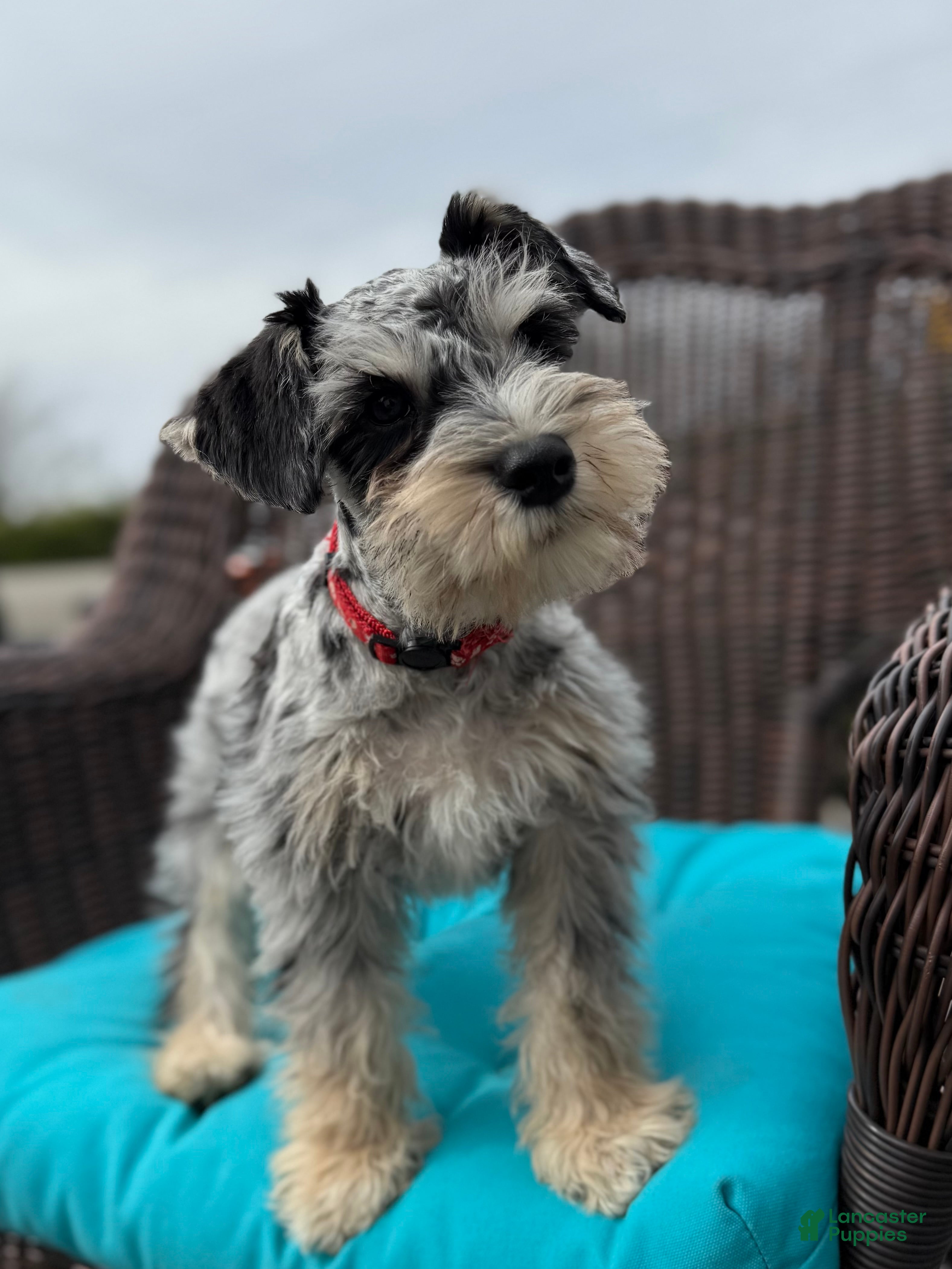 Miniature Schnauzer dogs Benji - Ad 6