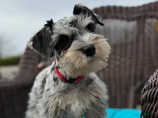 Miniature Schnauzer dogs Benji - Ad 2