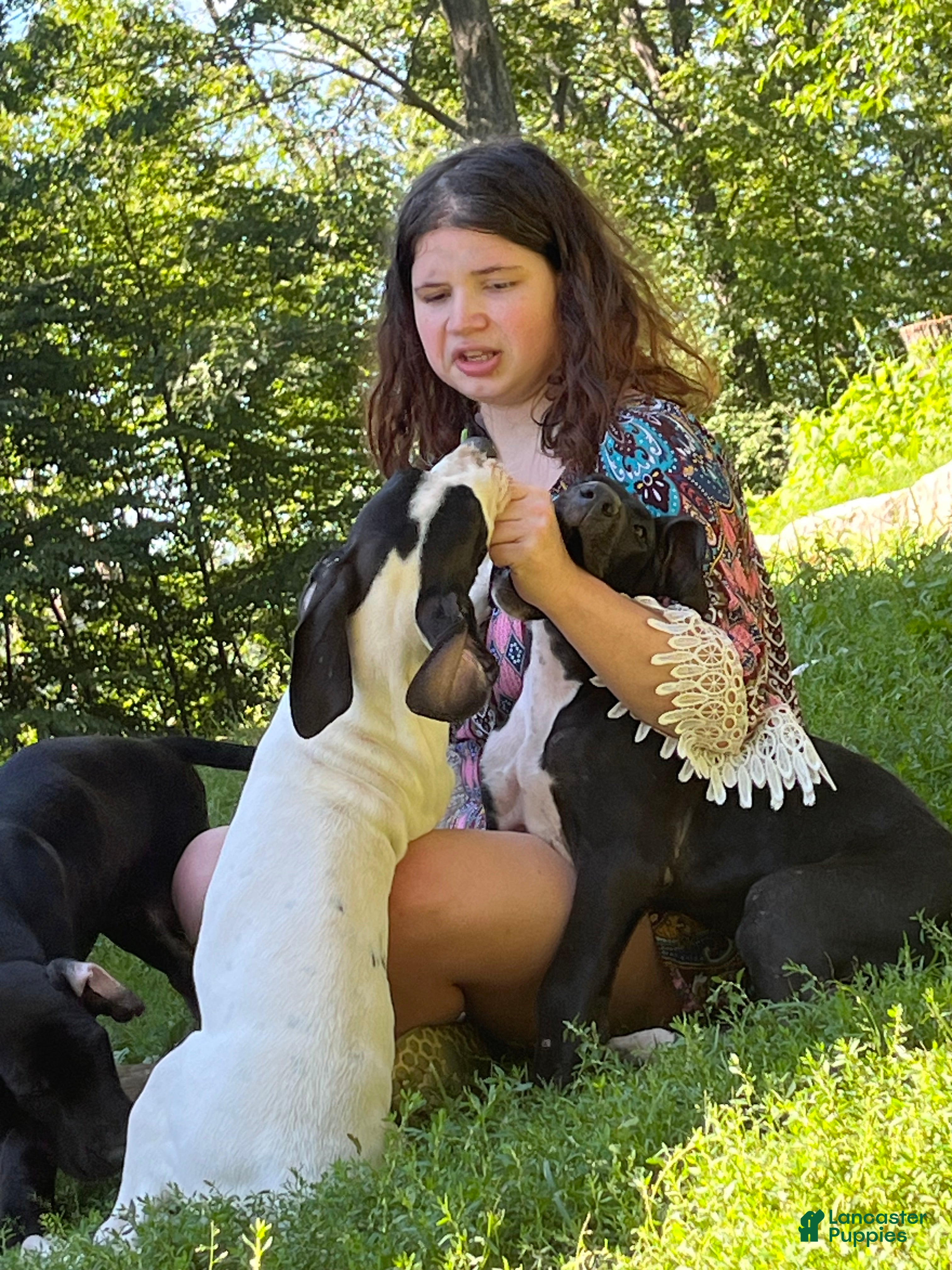 Great Dane dogs Mantle - Ad 1