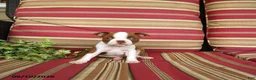 Boston Terrier dogs for sale: Ruth - Ad 4