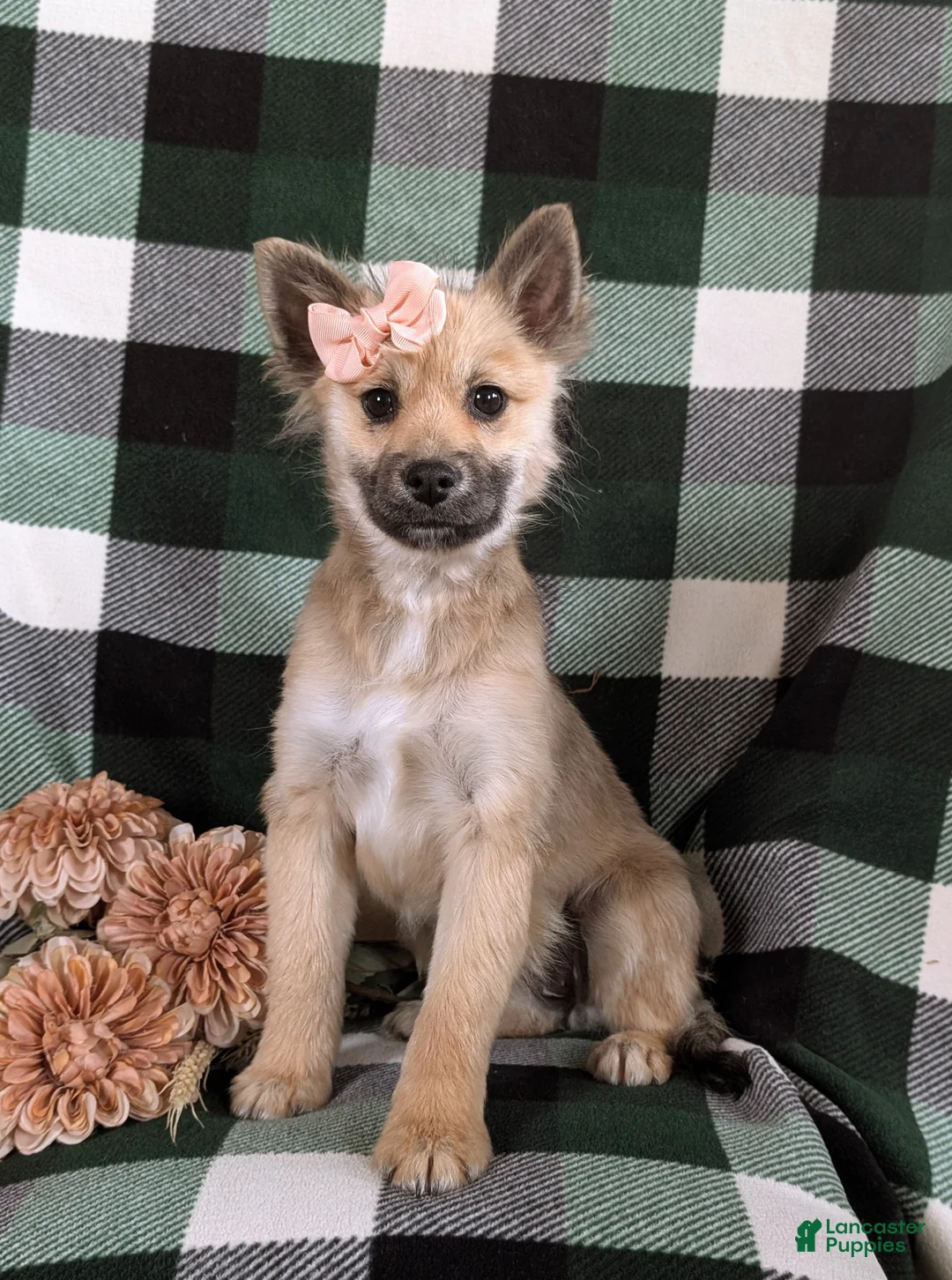 Pomeranian dogs for sale: Cleo - Ad 2