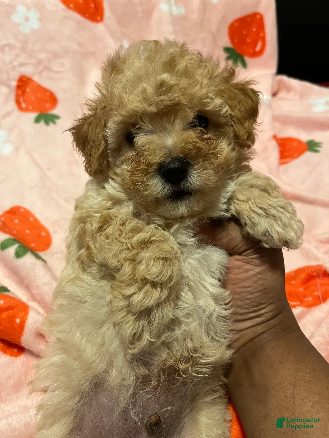 Toy Poodle dogs for sale: Calvin - Ad 3