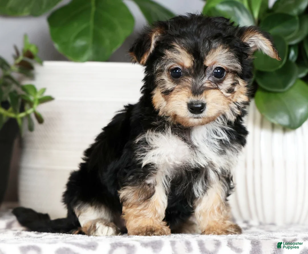 Yochon dogs for sale: Yuri - Ad 1