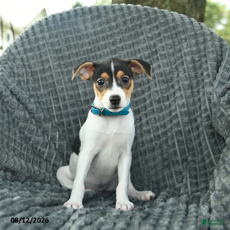Smooth Fox Terrier dogs Daisy  - Ad 1