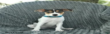 Daisy 
