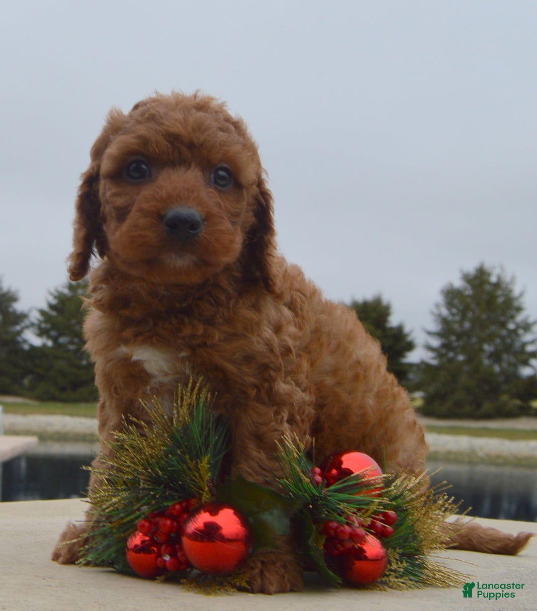 Irish Doodle dogs for sale: Mini Ivan - Ad 15