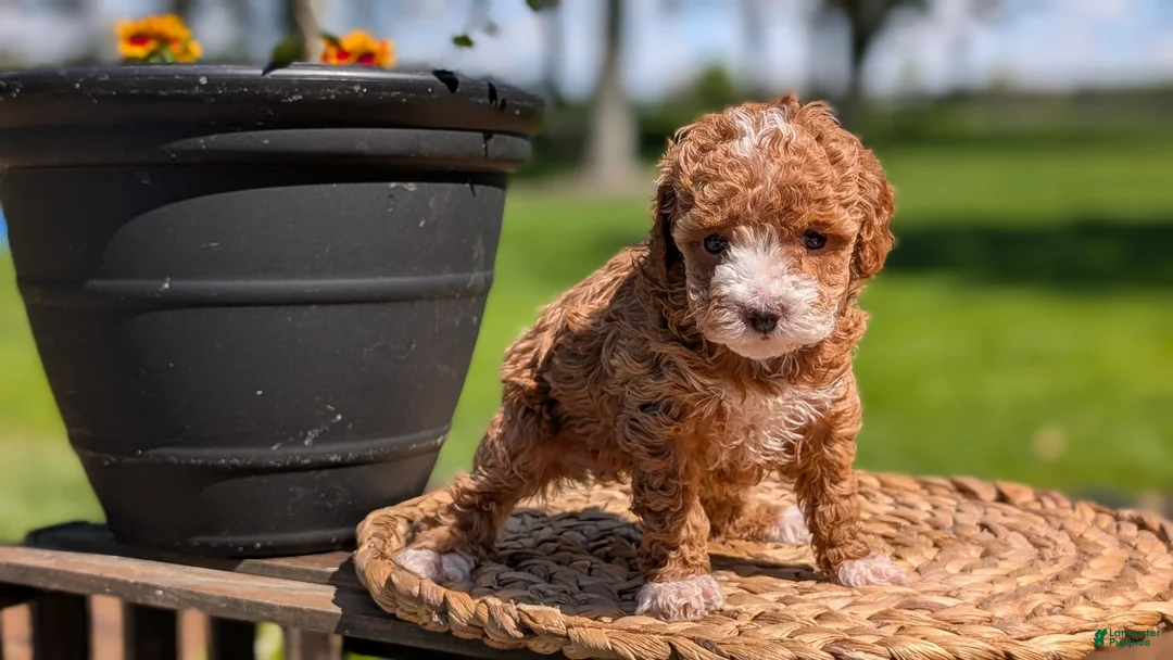 Miniature Poodle dogs for sale: Macy - Ad 2