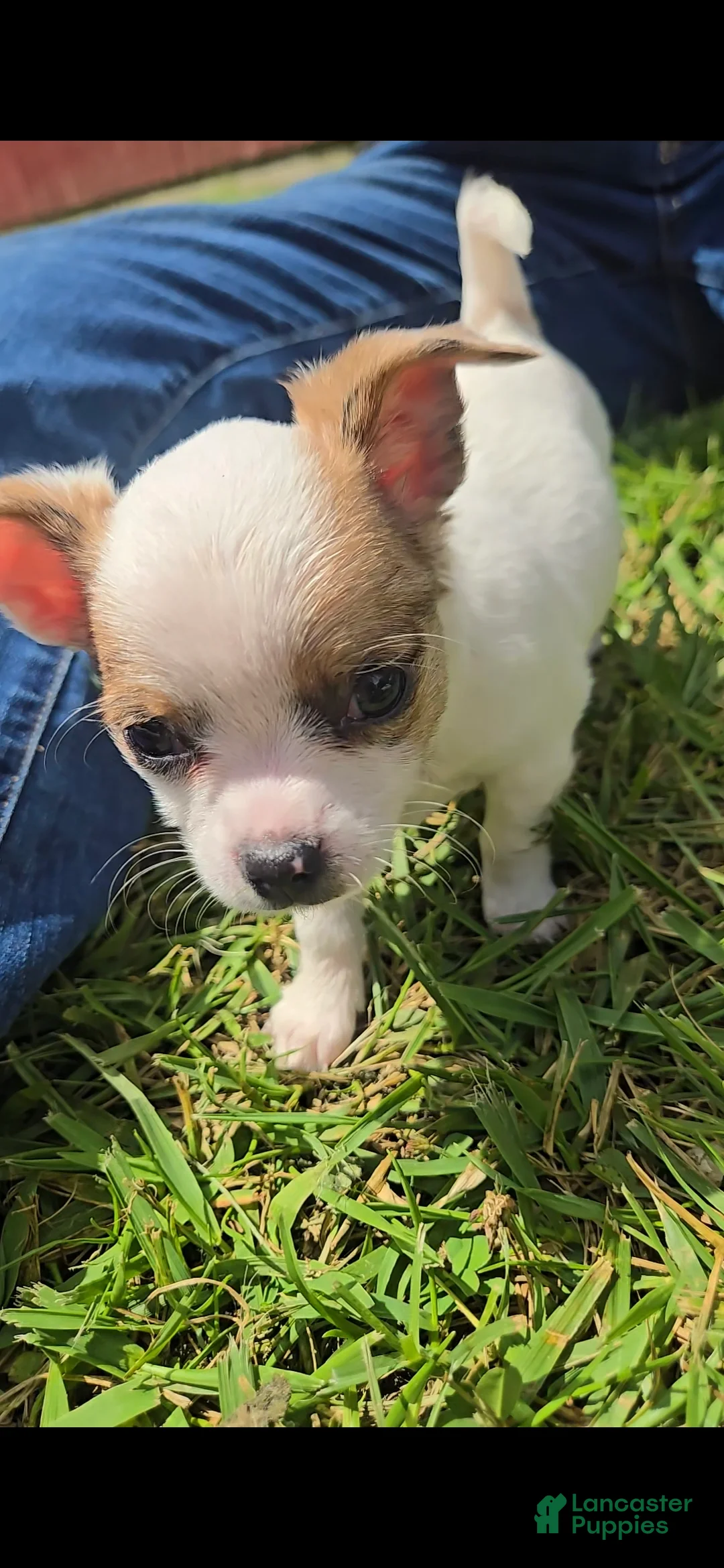 Chihuahua dogs for sale: White - Ad 2