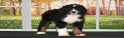 Bernedoodle dogs for sale: Dora Bernedoodle 6 - Ad 3