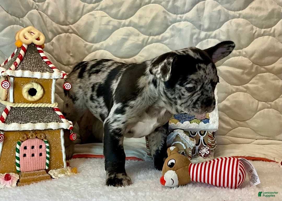 French Bulldog dogs for sale: Force  - Ad 21