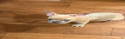 French Bulldog dogs for sale: French Bulldog 1 - Ad 1