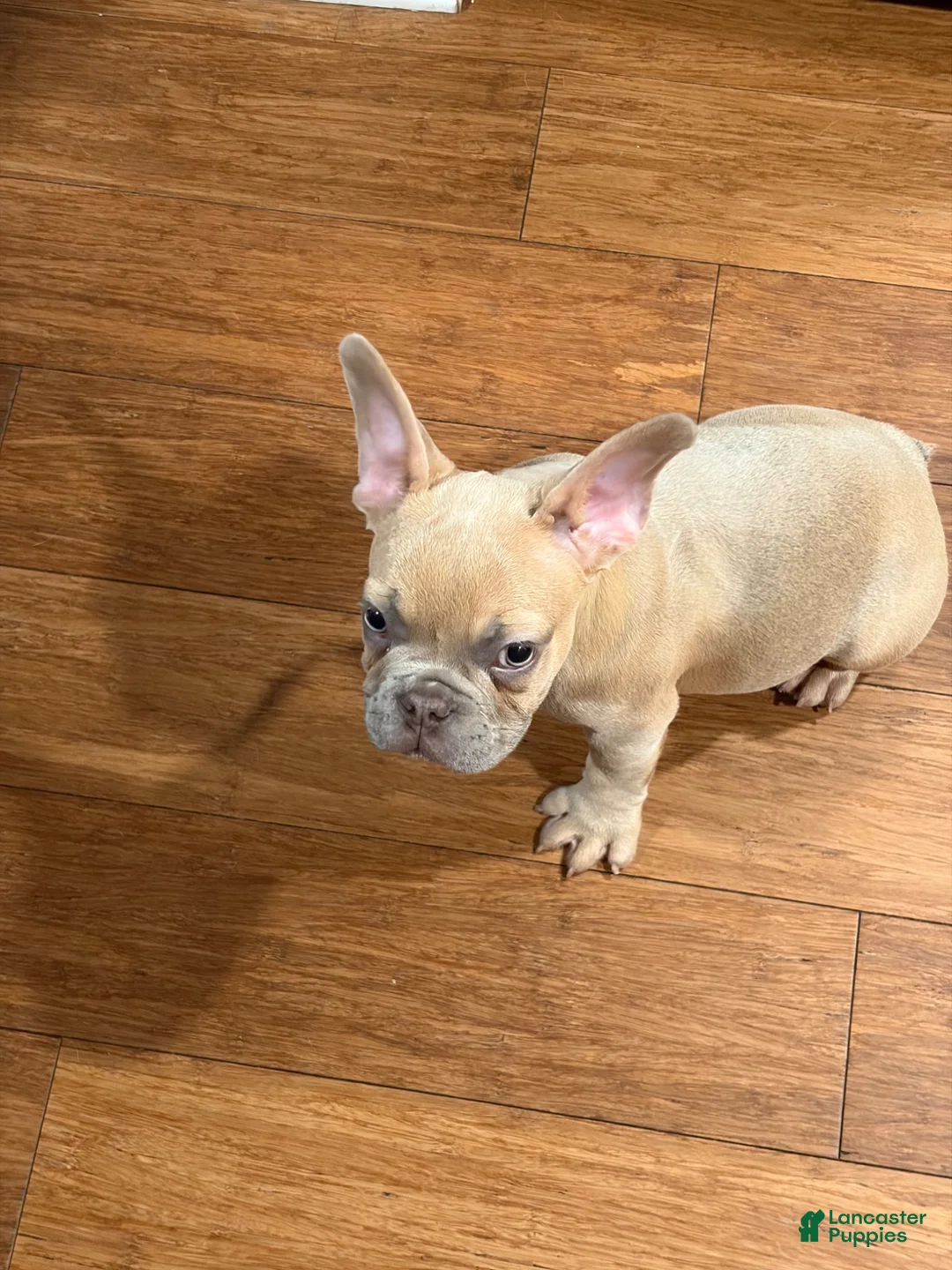French Bulldog dogs for sale: French Bulldog 1 - Ad 1