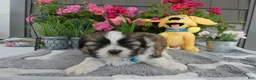 Shih Tzu dogs for sale: Shih Tzu 2 Midas - Ad 2